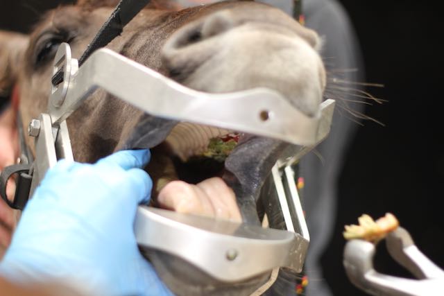 Pferdepraxis Homburg Zahnbehandlung